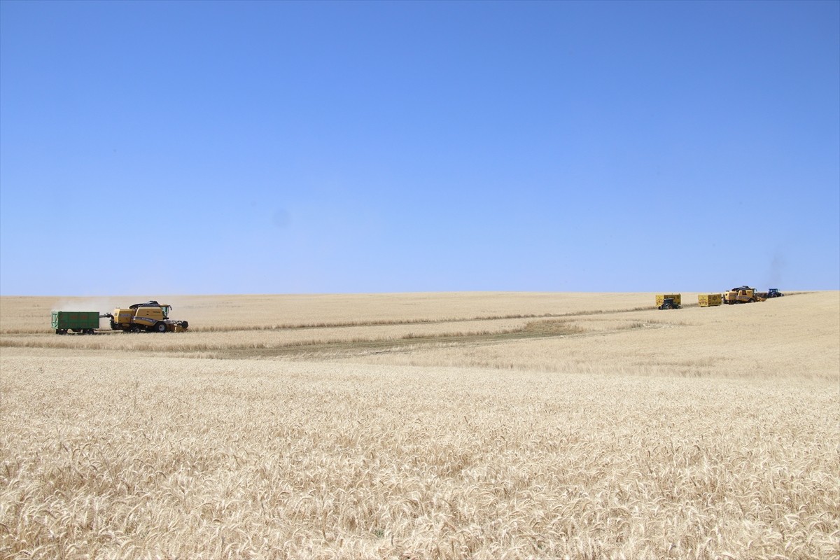 Ağrı'nın bereketli ovalarındaki buğday tarlalarında biçerdöverlerle hasat heyecanı...