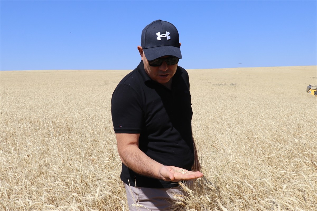 Ağrı'nın bereketli ovalarındaki buğday tarlalarında biçerdöverlerle hasat heyecanı...