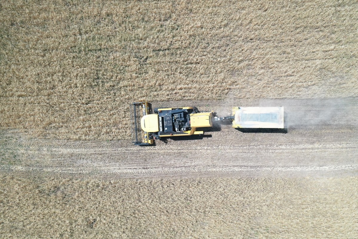 Ağrı'nın bereketli ovalarındaki buğday tarlalarında biçerdöverlerle hasat heyecanı...