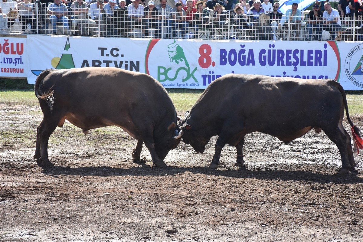 Artvin'de "8. Kafkasör Boğa Güreşleri Türkiye Şampiyonası" düzenlendi. Valilik ve Artvin...