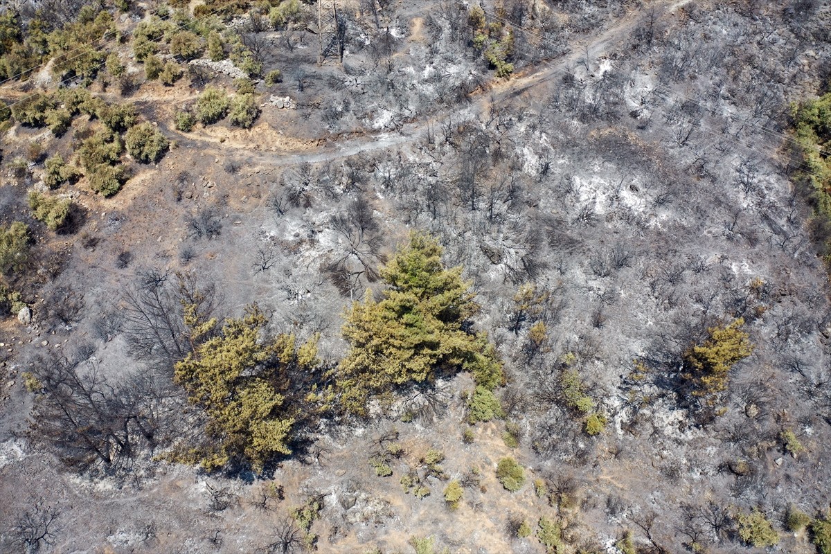 Aydın'da Germencik ilçesi Gümüşköy mevkisinde zeytinlik ve ormanlık alanda çıkan yangında 140...