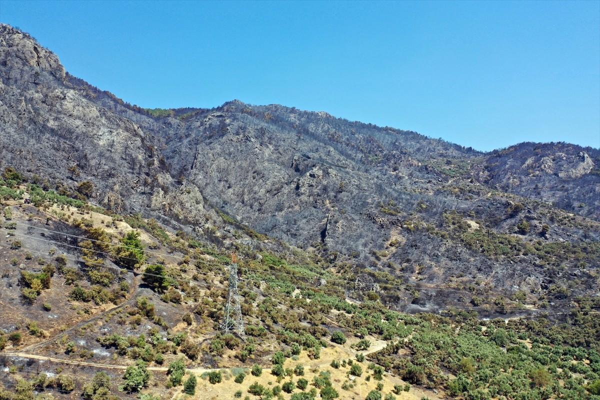 Aydın'da Germencik ilçesi Gümüşköy mevkisinde zeytinlik ve ormanlık alanda çıkan yangında 140...