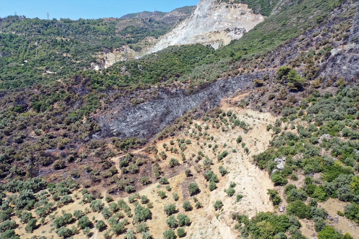 Aydın'da Germencik ilçesi Gümüşköy mevkisinde zeytinlik ve ormanlık alanda çıkan yangında 140...