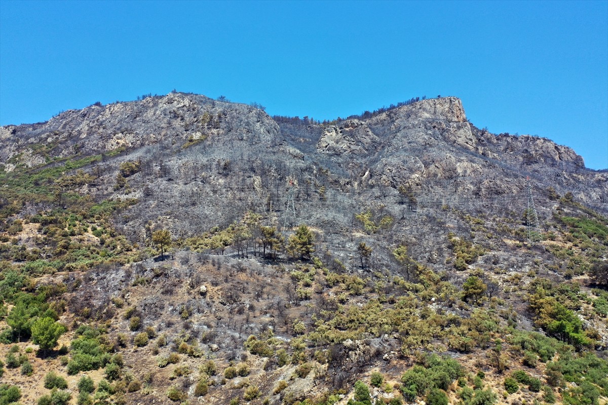 Aydın'da Germencik ilçesi Gümüşköy mevkisinde zeytinlik ve ormanlık alanda çıkan yangında 140...