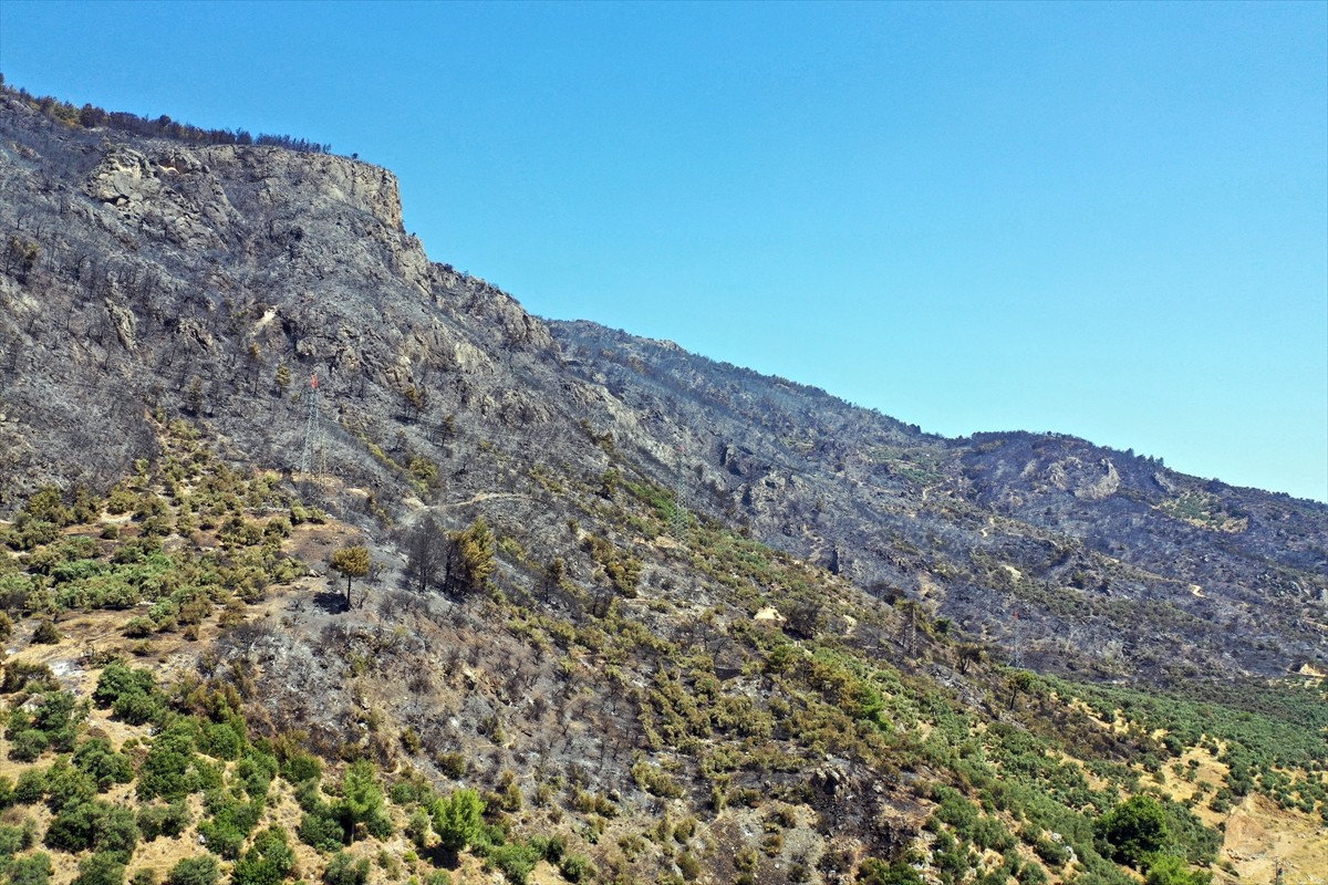 Aydın'da Germencik ilçesi Gümüşköy mevkisinde zeytinlik ve ormanlık alanda çıkan yangında 140...