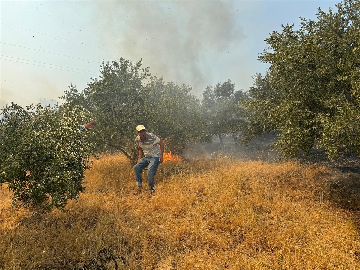 Aydın'ın Germencik ilçesinde, zeytinlik ve ormanlık alanda çıkan yangına havadan ve karadan...