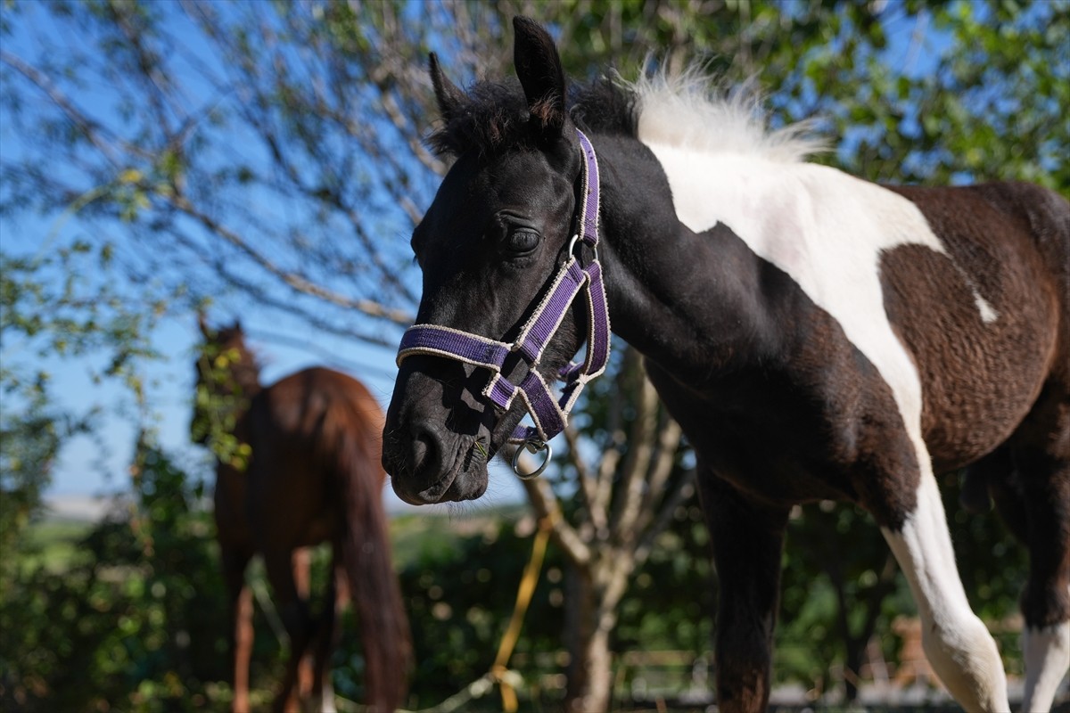 Balıkesir Üniversitesi Öğretim Üyesi Prof. Dr. Mehmet Can Gündüz başkanlığındaki bir ekibin...
