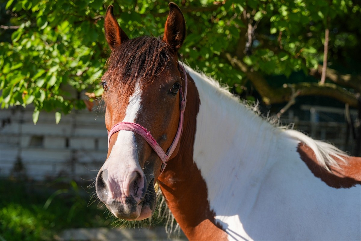 Balıkesir Üniversitesi Öğretim Üyesi Prof. Dr. Mehmet Can Gündüz başkanlığındaki bir ekibin...
