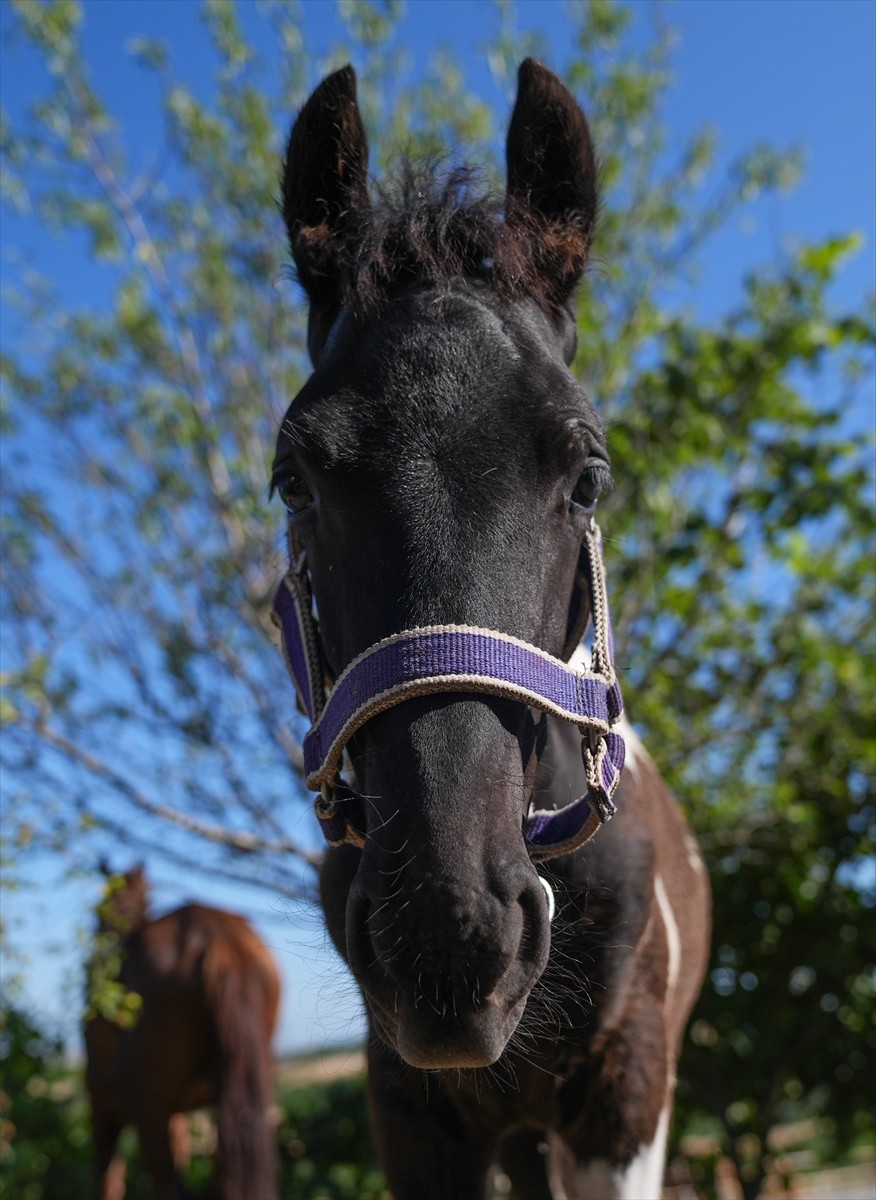 Balıkesir Üniversitesi Öğretim Üyesi Prof. Dr. Mehmet Can Gündüz başkanlığındaki bir ekibin...