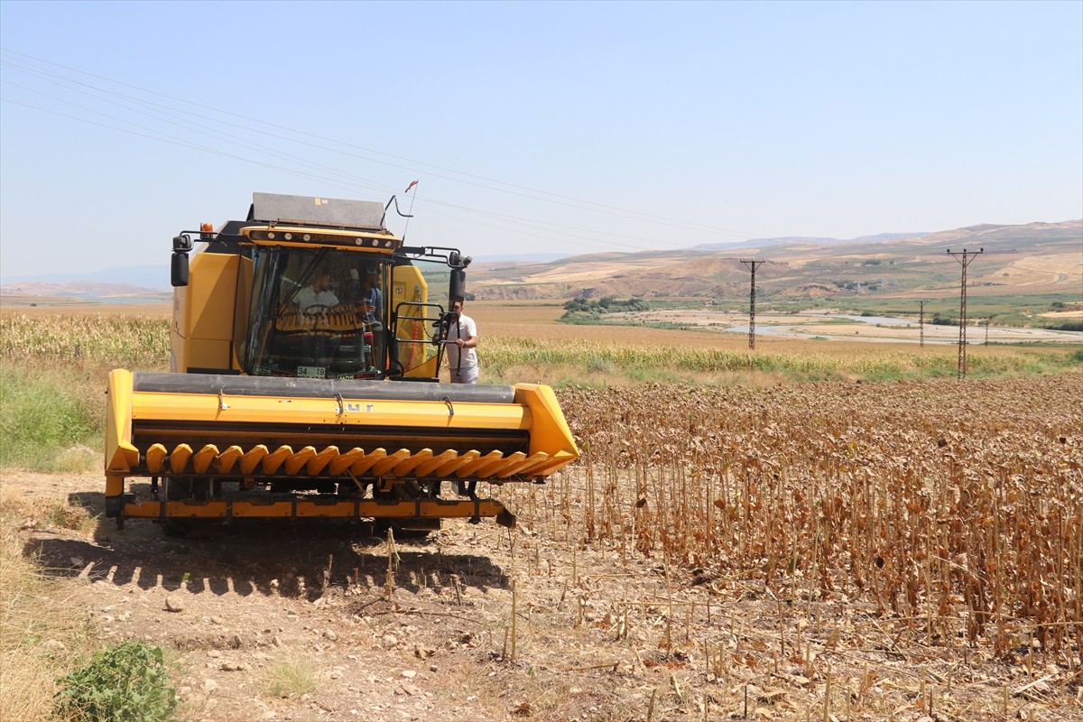 Batman’da bu yıl ilk kez ekimi gerçekleştirilen yağlık ayçiçeği hasadı düzenlenen etkinlikle...