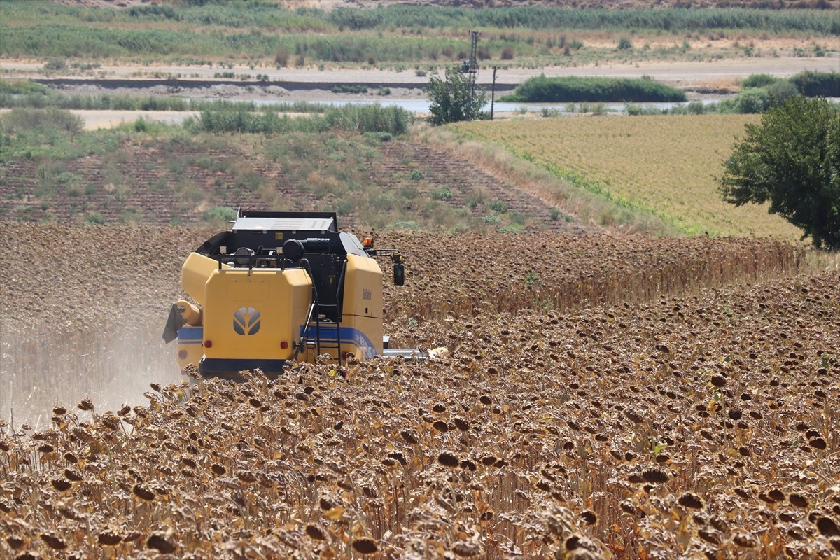 Batman’da bu yıl ilk kez ekimi gerçekleştirilen yağlık ayçiçeği hasadı düzenlenen etkinlikle...