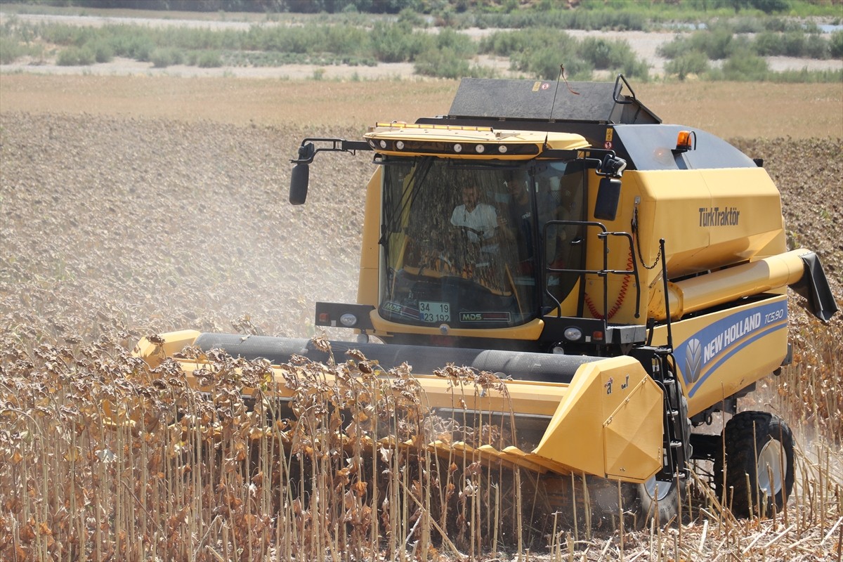 Batman’da bu yıl ilk kez ekimi gerçekleştirilen yağlık ayçiçeği hasadı düzenlenen etkinlikle...