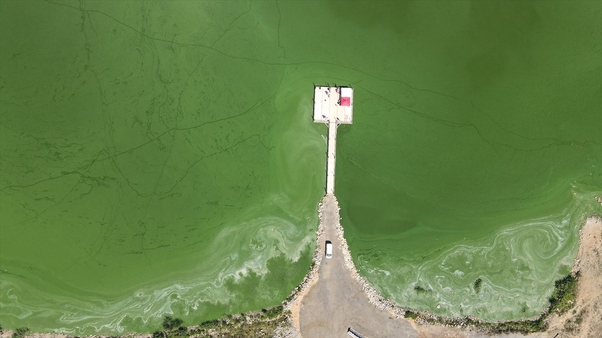 Bolu'nun önemli sulak alanlarından biri olan Yeniçağa Gölü'nün büyük kısmı, alg patlaması...