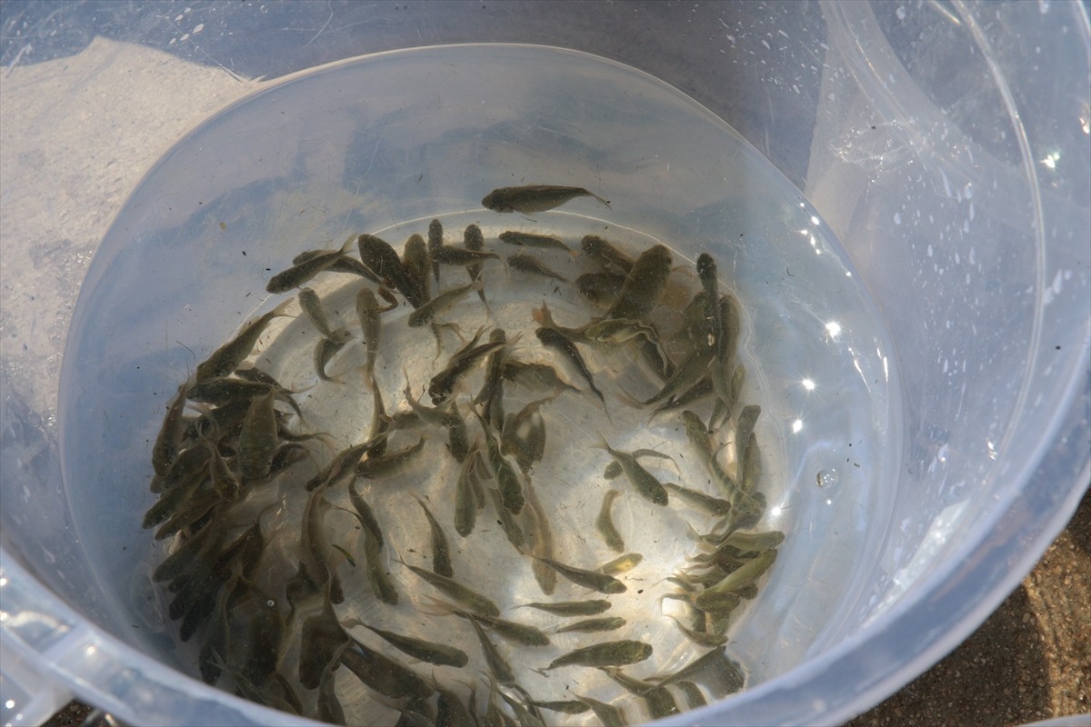 Bolu'nun Yeniçağa ilçesindeki Yeniçağa Gölü'ne, Tarım ve Orman Bakanlığınca ülke genelindeki göl...