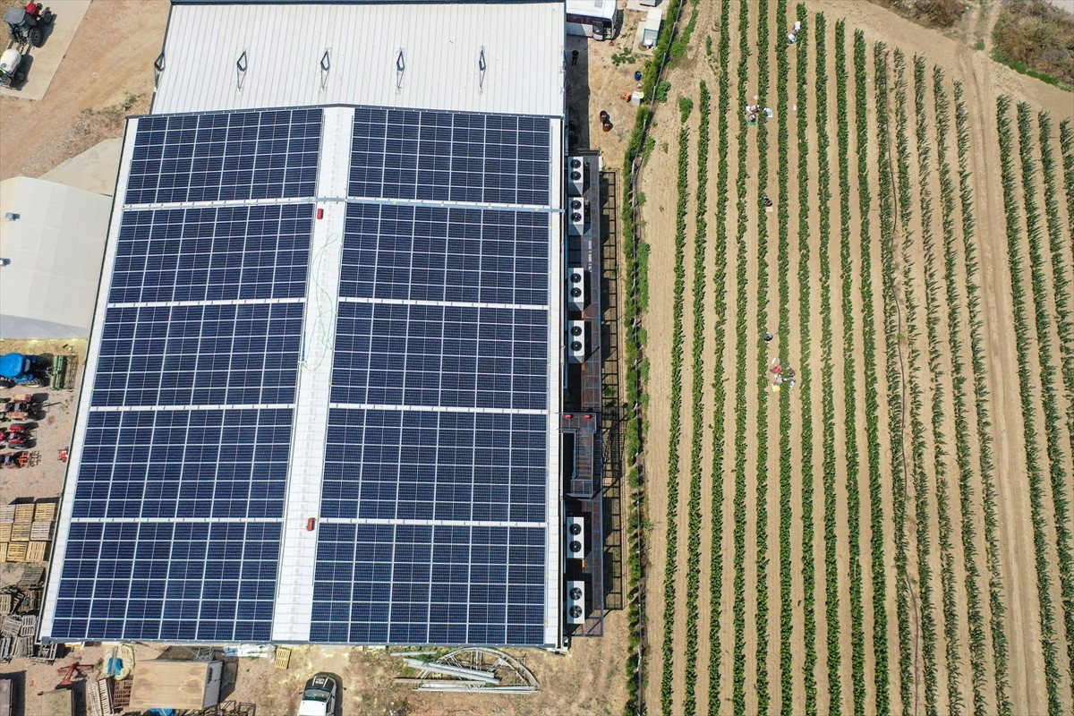 Bursa'nın İnegöl ilçesinde yılda 1 milyon meyve fidanı yetiştiren Ayşe ve Mehmet Ergene çifti...