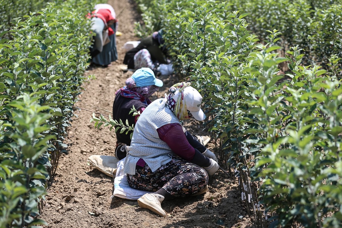 Bursa'nın İnegöl ilçesinde yılda 1 milyon meyve fidanı yetiştiren Ayşe ve Mehmet Ergene çifti...