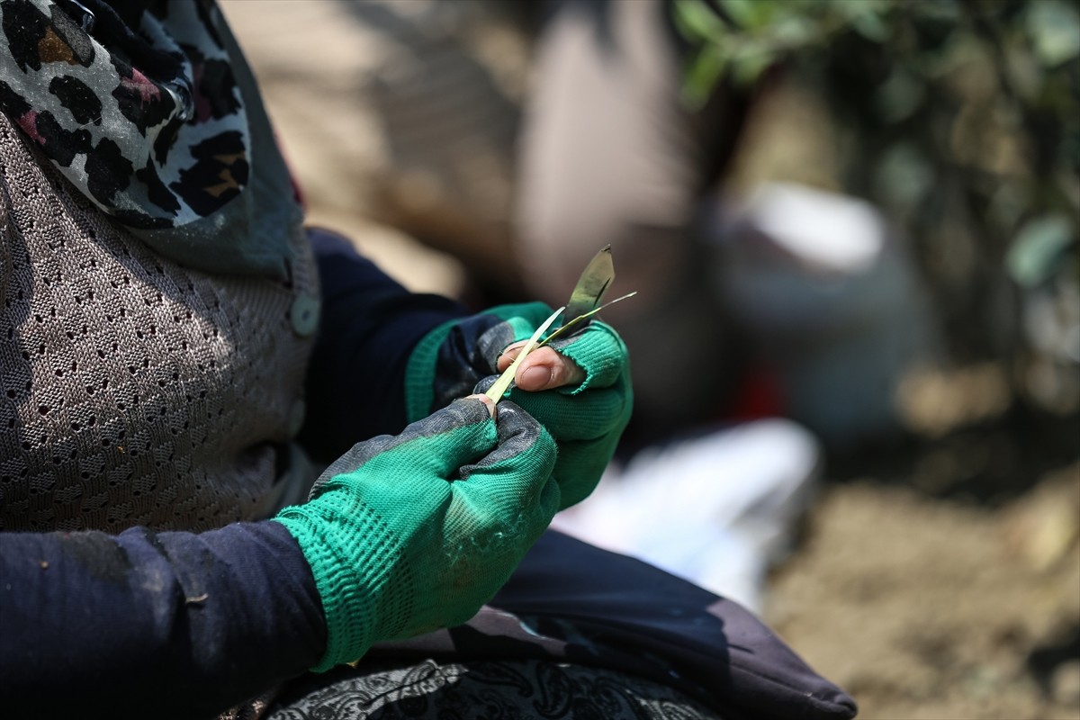 Bursa'nın İnegöl ilçesinde yılda 1 milyon meyve fidanı yetiştiren Ayşe ve Mehmet Ergene çifti...