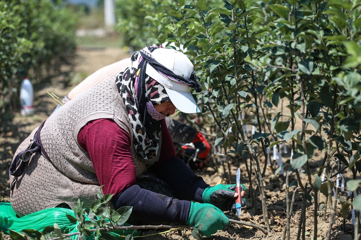 Bursa'nın İnegöl ilçesinde yılda 1 milyon meyve fidanı yetiştiren Ayşe ve Mehmet Ergene çifti...