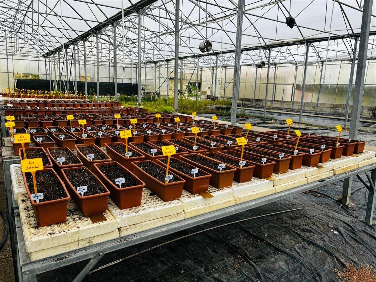 Çankırı Karatekin Üniversitesi (ÇAKÜ), bölgede yeni tarım ürünleri yetiştirilmesi konusunda...