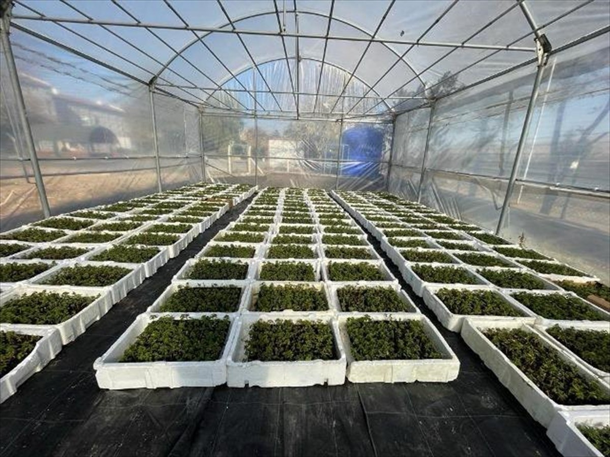 Çankırı Karatekin Üniversitesi (ÇAKÜ), bölgede yeni tarım ürünleri yetiştirilmesi konusunda...