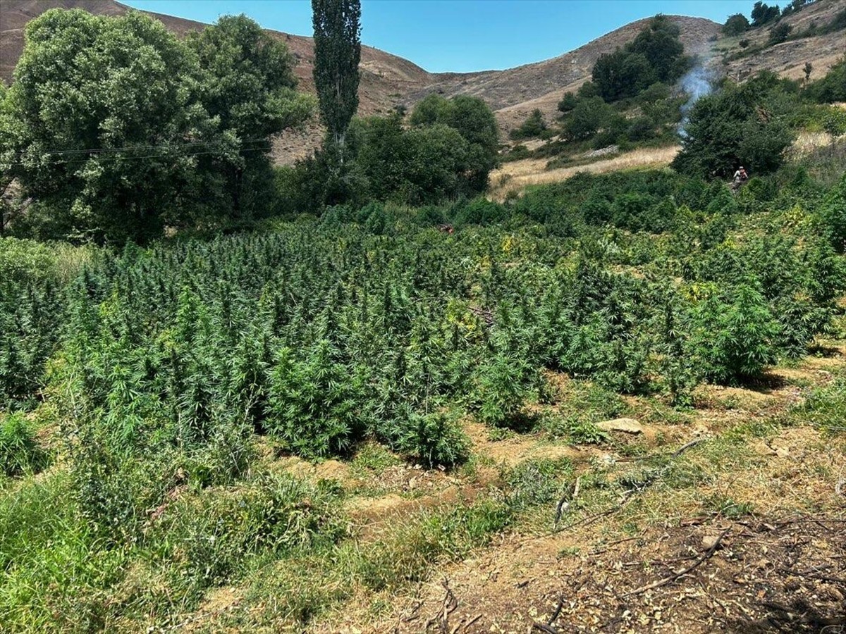 Diyarbakır'ın Lice ilçesinde düzenlenen operasyonda, 2 milyon kök Hint keneviri, 110 kilogram...