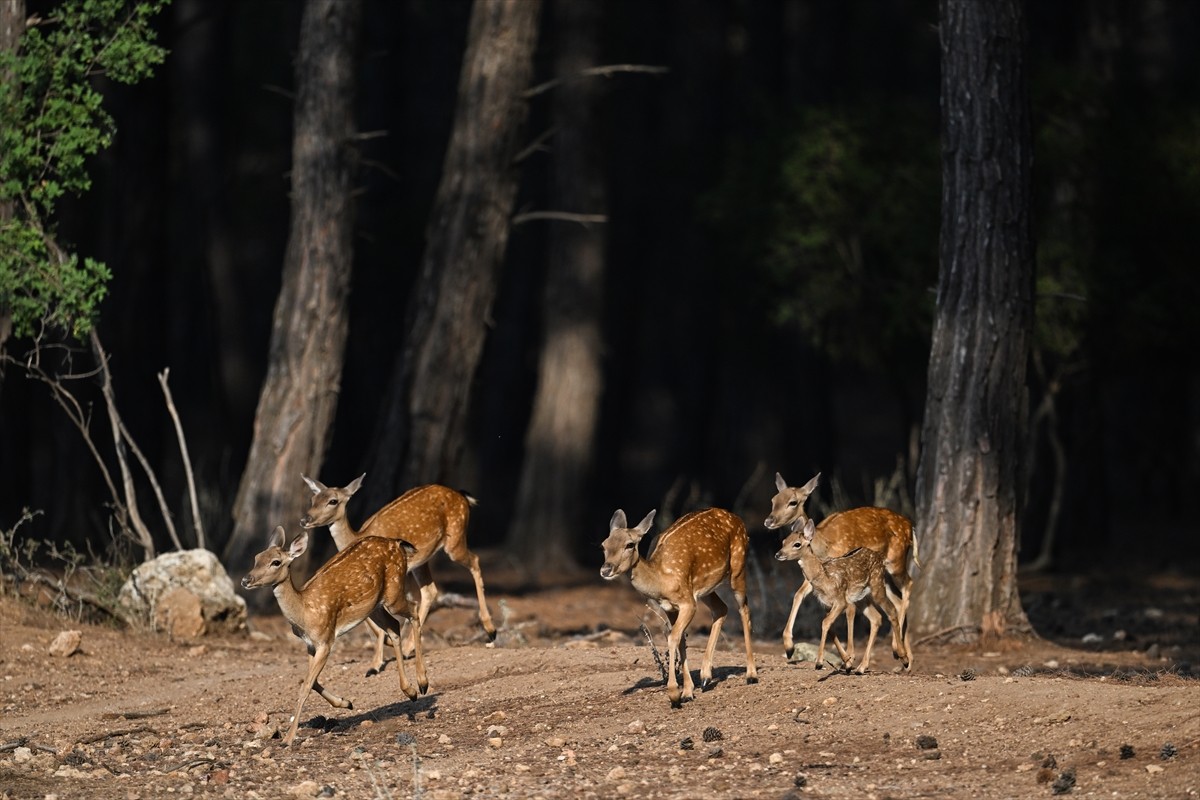 Doğa Koruma ve Milli Parklar Genel Müdürlüğü, alageyiklerin (dama dama) popülasyonunu artırmak...