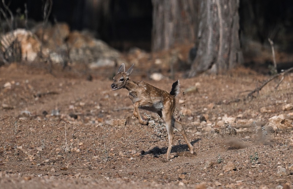 Doğa Koruma ve Milli Parklar Genel Müdürlüğü, alageyiklerin (dama dama) popülasyonunu artırmak...
