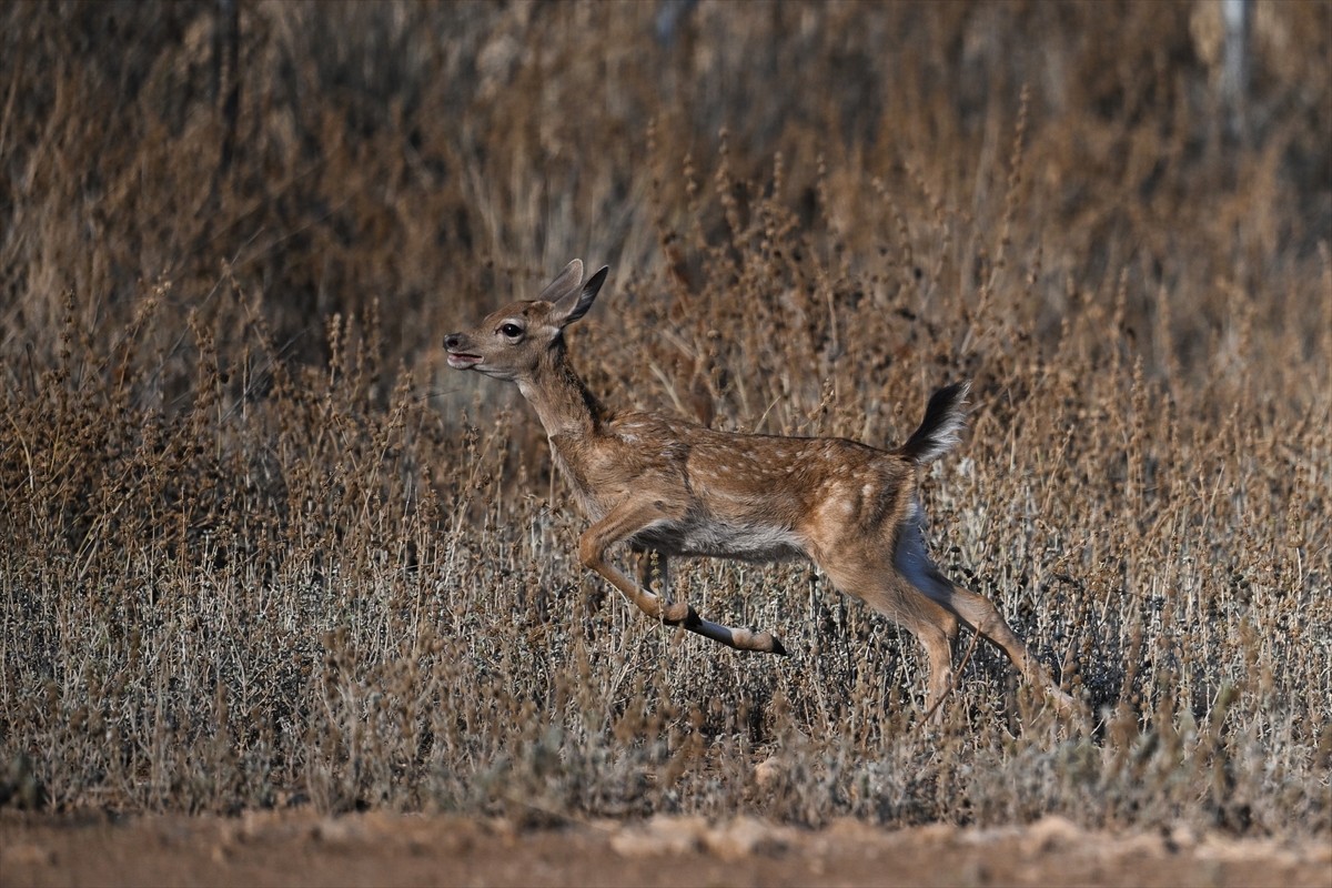 Doğa Koruma ve Milli Parklar Genel Müdürlüğü, alageyiklerin (dama dama) popülasyonunu artırmak...