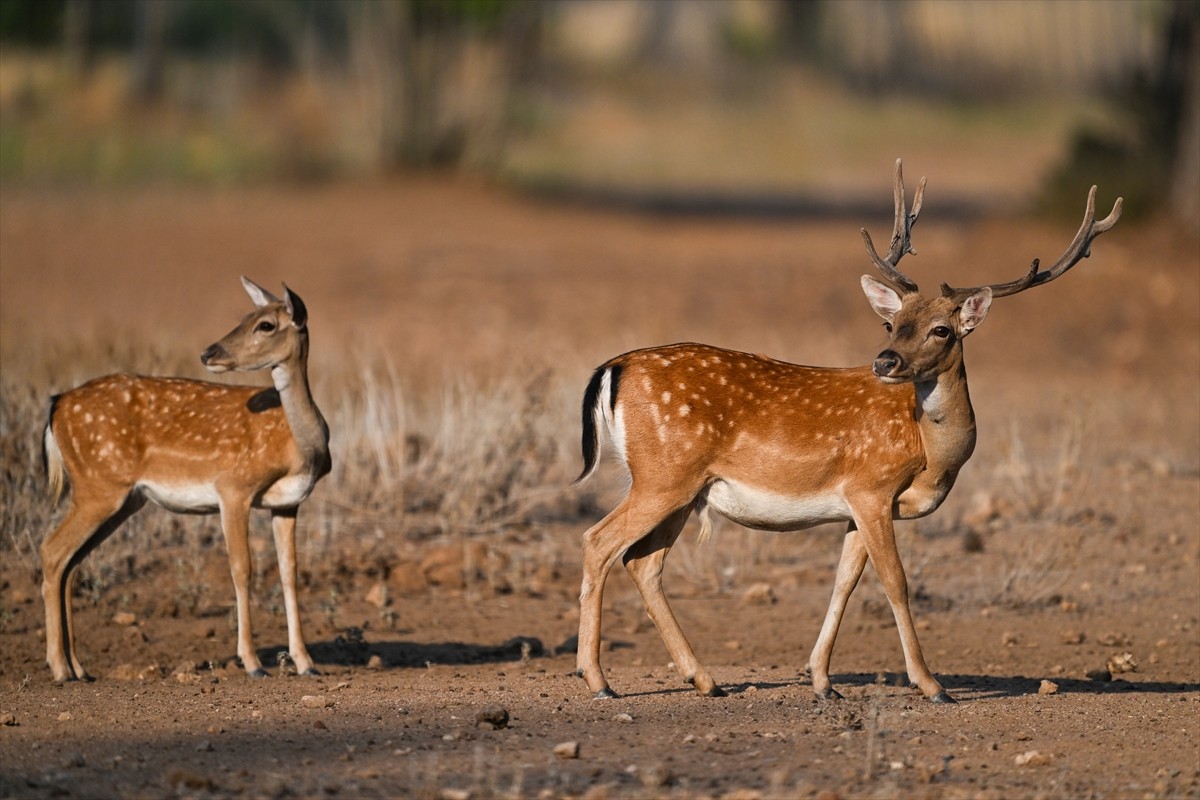 Doğa Koruma ve Milli Parklar Genel Müdürlüğü, alageyiklerin (dama dama) popülasyonunu artırmak...