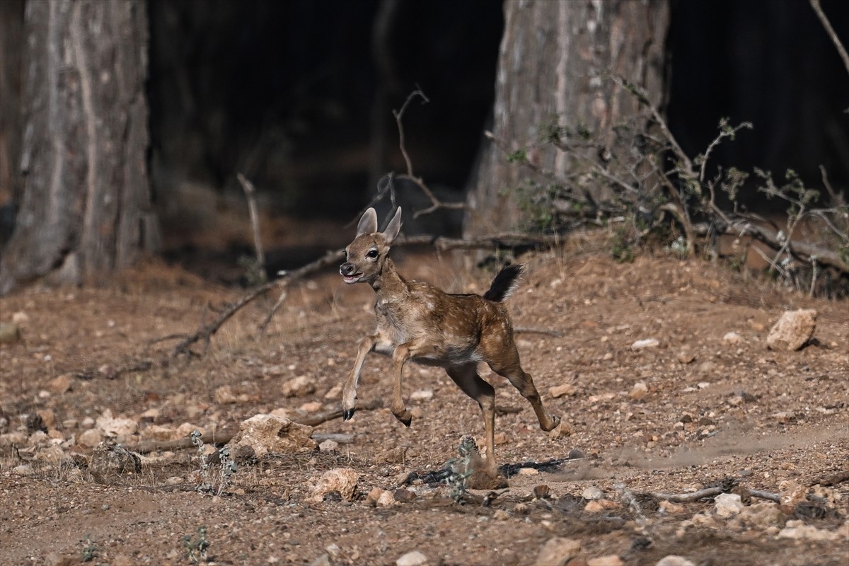 Doğa Koruma ve Milli Parklar Genel Müdürlüğü, alageyiklerin (dama dama) popülasyonunu artırmak...