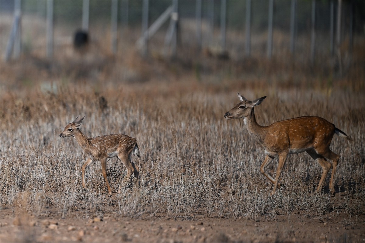 Doğa Koruma ve Milli Parklar Genel Müdürlüğü, alageyiklerin (dama dama) popülasyonunu artırmak...