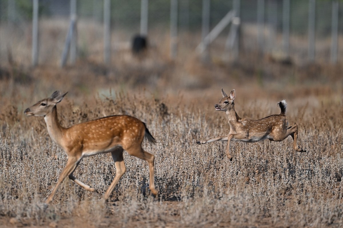 Doğa Koruma ve Milli Parklar Genel Müdürlüğü, alageyiklerin (dama dama) popülasyonunu artırmak...