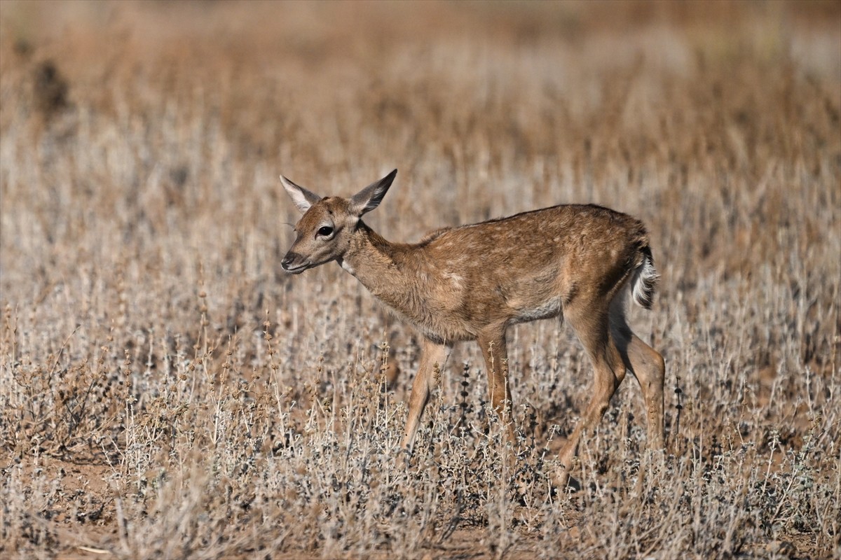 Doğa Koruma ve Milli Parklar Genel Müdürlüğü, alageyiklerin (dama dama) popülasyonunu artırmak...