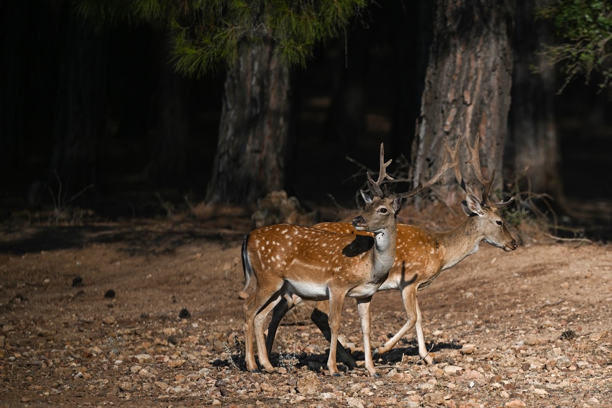 Doğa Koruma ve Milli Parklar Genel Müdürlüğü, alageyiklerin (dama dama) popülasyonunu artırmak...