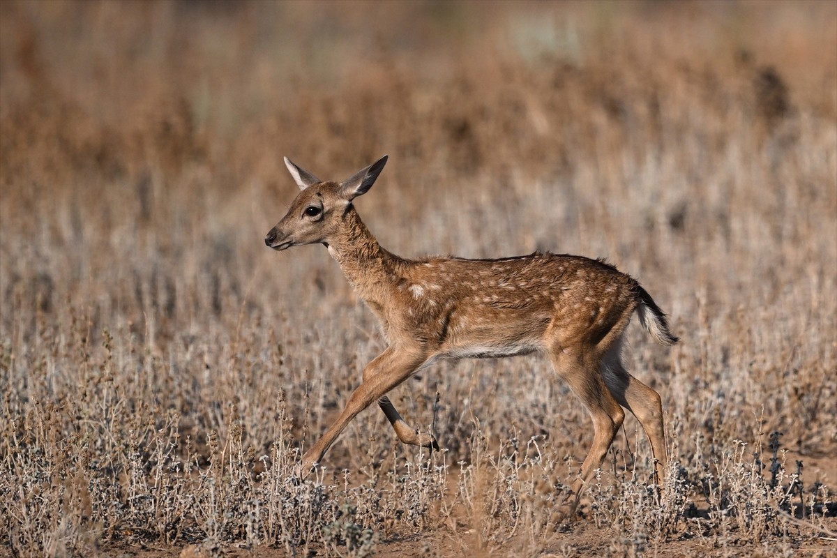 Doğa Koruma ve Milli Parklar Genel Müdürlüğü, alageyiklerin (dama dama) popülasyonunu artırmak...