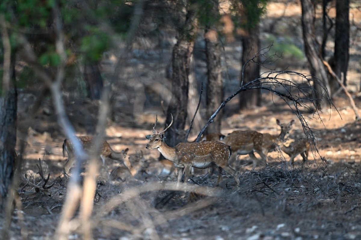 Doğa Koruma ve Milli Parklar Genel Müdürlüğü, alageyiklerin (dama dama) popülasyonunu artırmak...