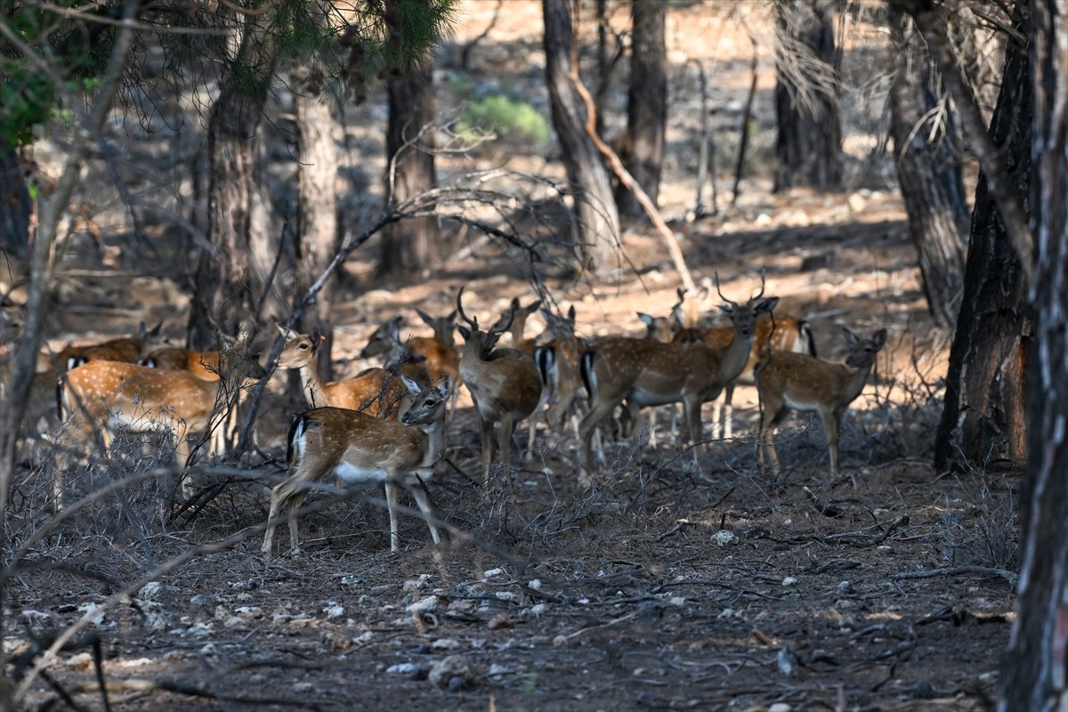 Doğa Koruma ve Milli Parklar Genel Müdürlüğü, alageyiklerin (dama dama) popülasyonunu artırmak...