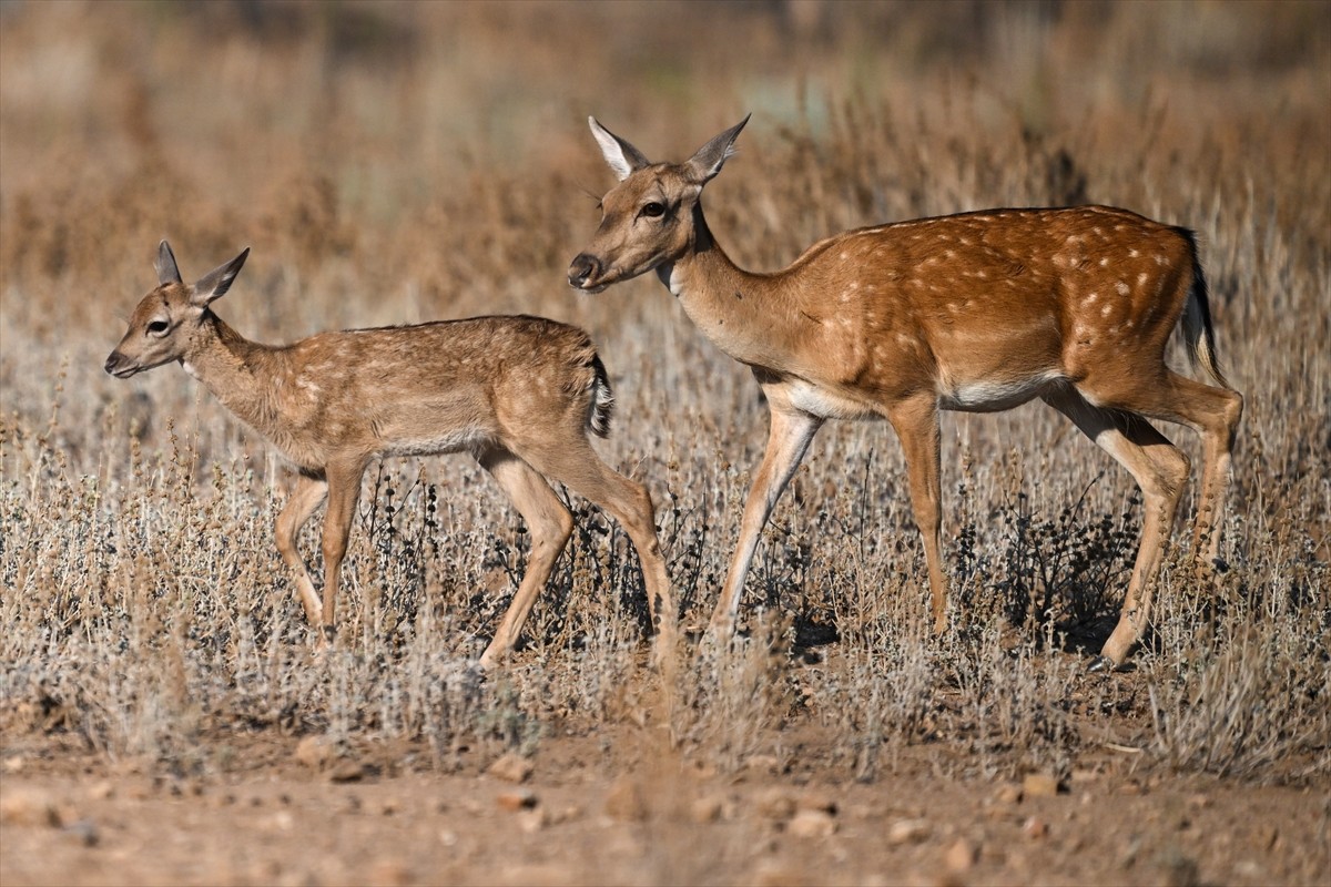 Doğa Koruma ve Milli Parklar Genel Müdürlüğü, alageyiklerin (dama dama) popülasyonunu artırmak...