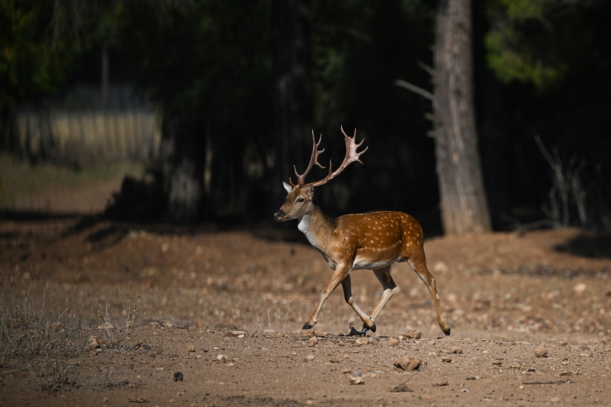 Doğa Koruma ve Milli Parklar Genel Müdürlüğü, alageyiklerin (dama dama) popülasyonunu artırmak...