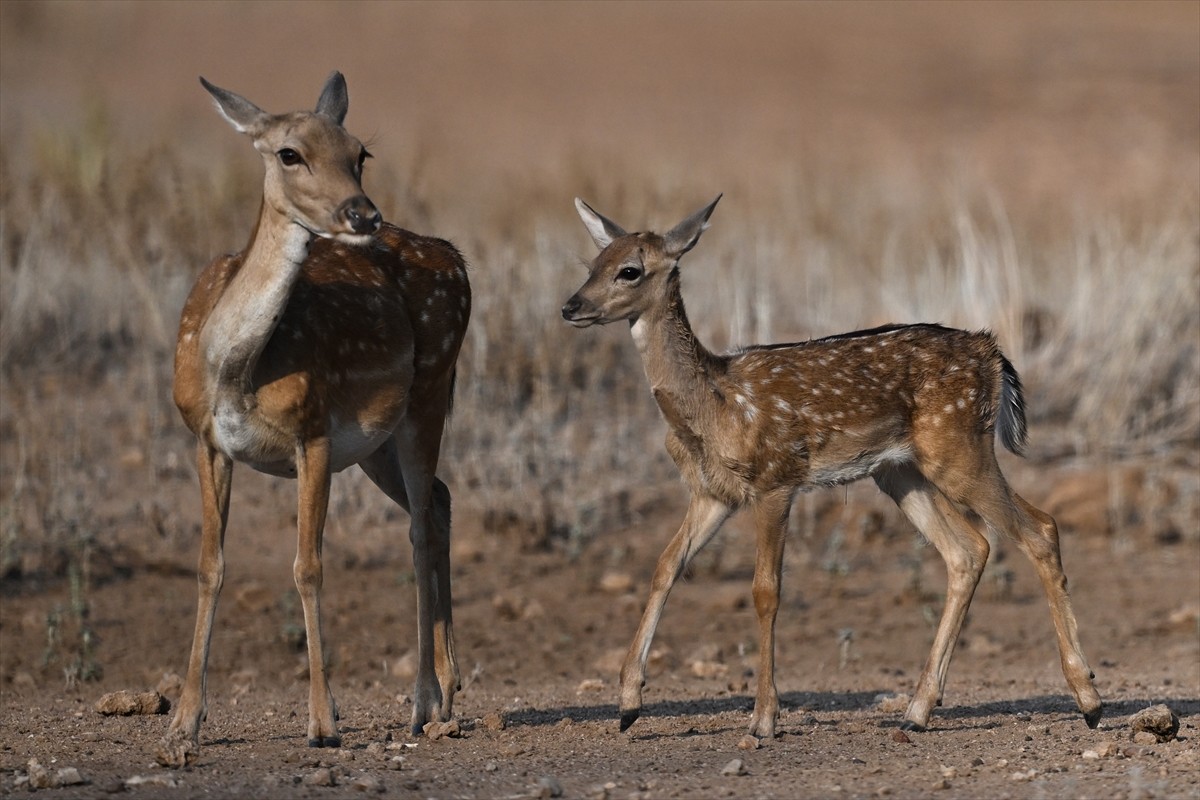 Doğa Koruma ve Milli Parklar Genel Müdürlüğü, alageyiklerin (dama dama) popülasyonunu artırmak...