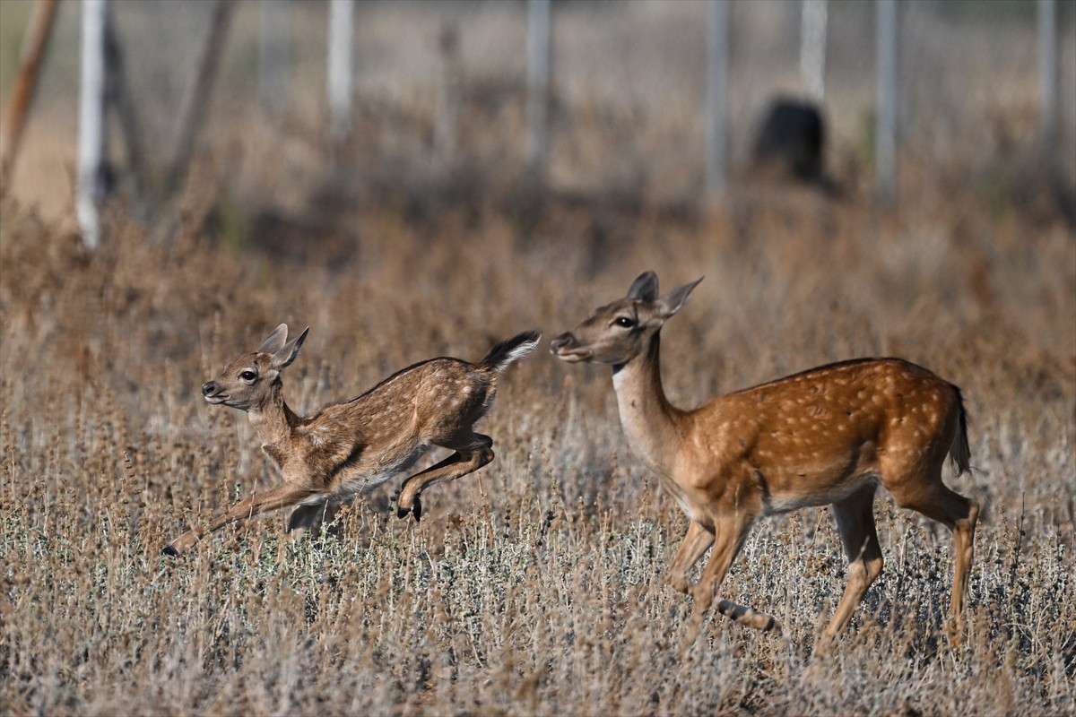 Doğa Koruma ve Milli Parklar Genel Müdürlüğü, alageyiklerin (dama dama) popülasyonunu artırmak...