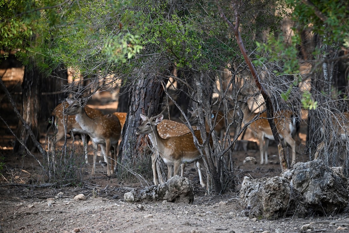 Doğa Koruma ve Milli Parklar Genel Müdürlüğü, alageyiklerin (dama dama) popülasyonunu artırmak...