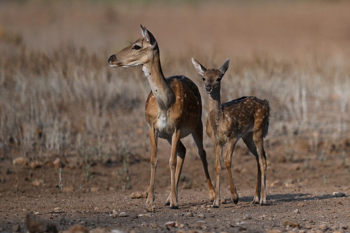 Doğa Koruma ve Milli Parklar Genel Müdürlüğü, alageyiklerin (dama dama) popülasyonunu artırmak...