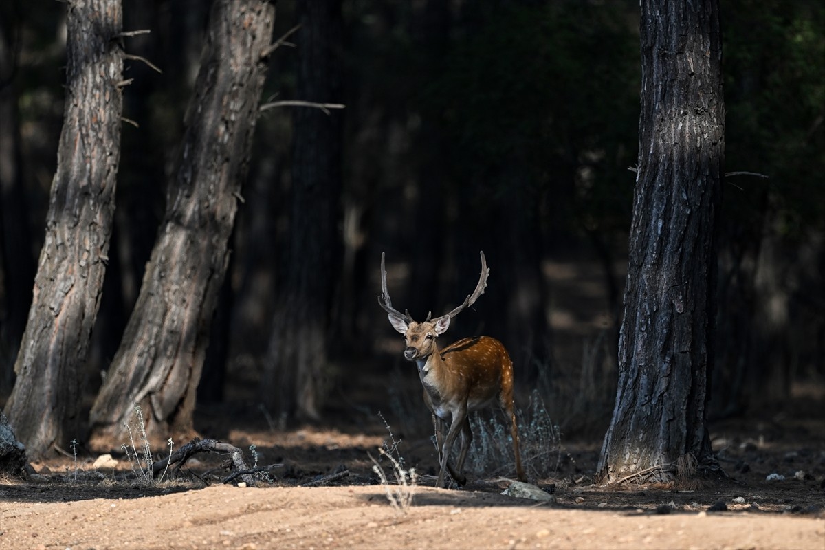 Doğa Koruma ve Milli Parklar Genel Müdürlüğü, alageyiklerin (dama dama) popülasyonunu artırmak...