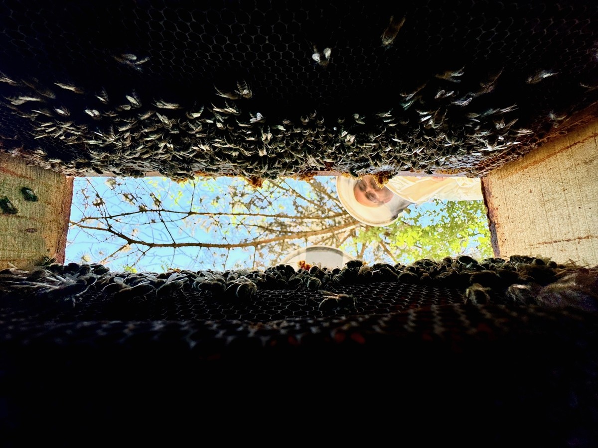 Düzce Üniversitesi Arıcılık Araştırma Geliştirme ve Uygulama Merkezi (DAGEM) Müdürlüğün'den...