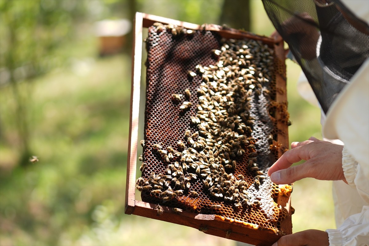 Düzce Üniversitesi Arıcılık Araştırma Geliştirme ve Uygulama Merkezi (DAGEM) Müdürlüğün'den...