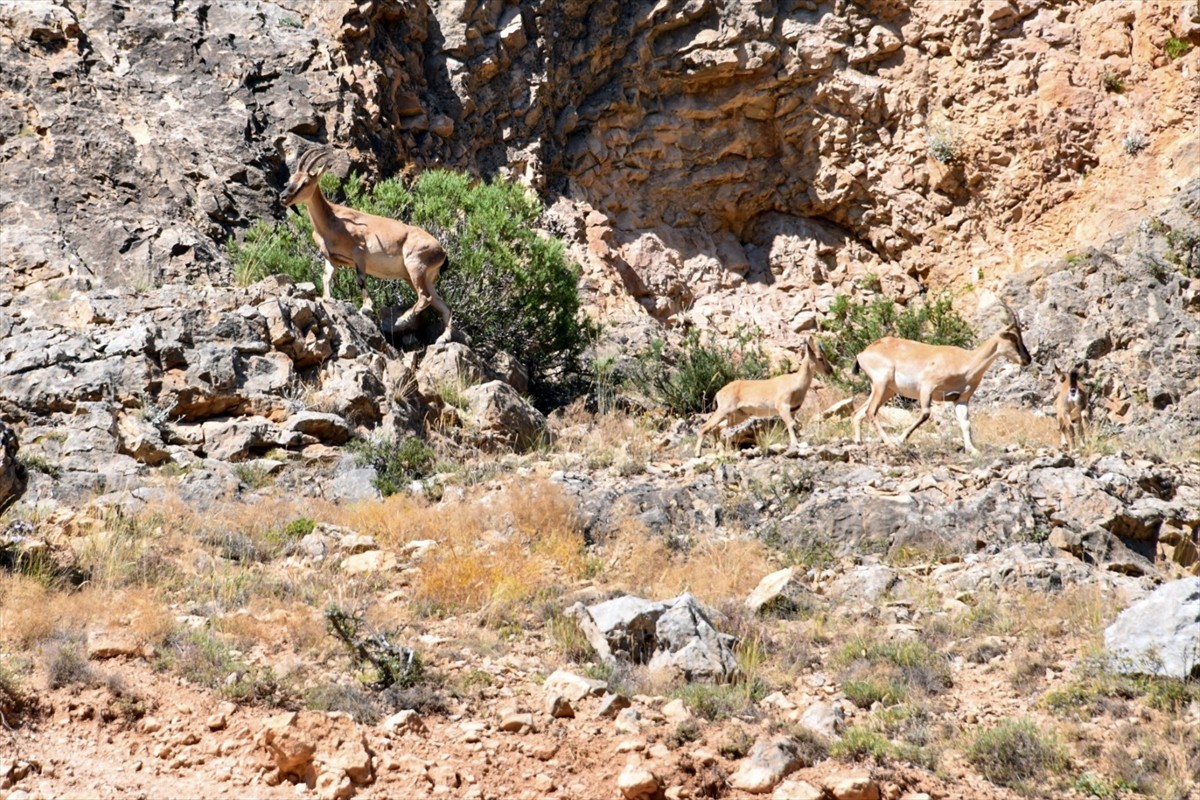 Gümüşhane Valisi Alper Tanrısever (sol 2), dağ yamaçlarında gezen yaban keçilerini sürü halinde...