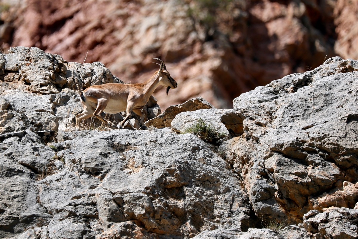 Gümüşhane Valisi Alper Tanrısever (sol 2), dağ yamaçlarında gezen yaban keçilerini sürü halinde...