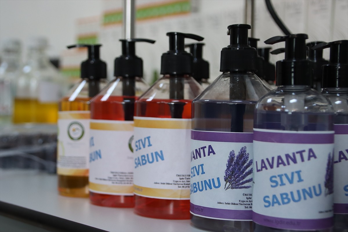 Iğdır Üniversitesi laboratuvarlarında yöreden yetişen tarımsal ve endemik türler ile Ağır Dağı...