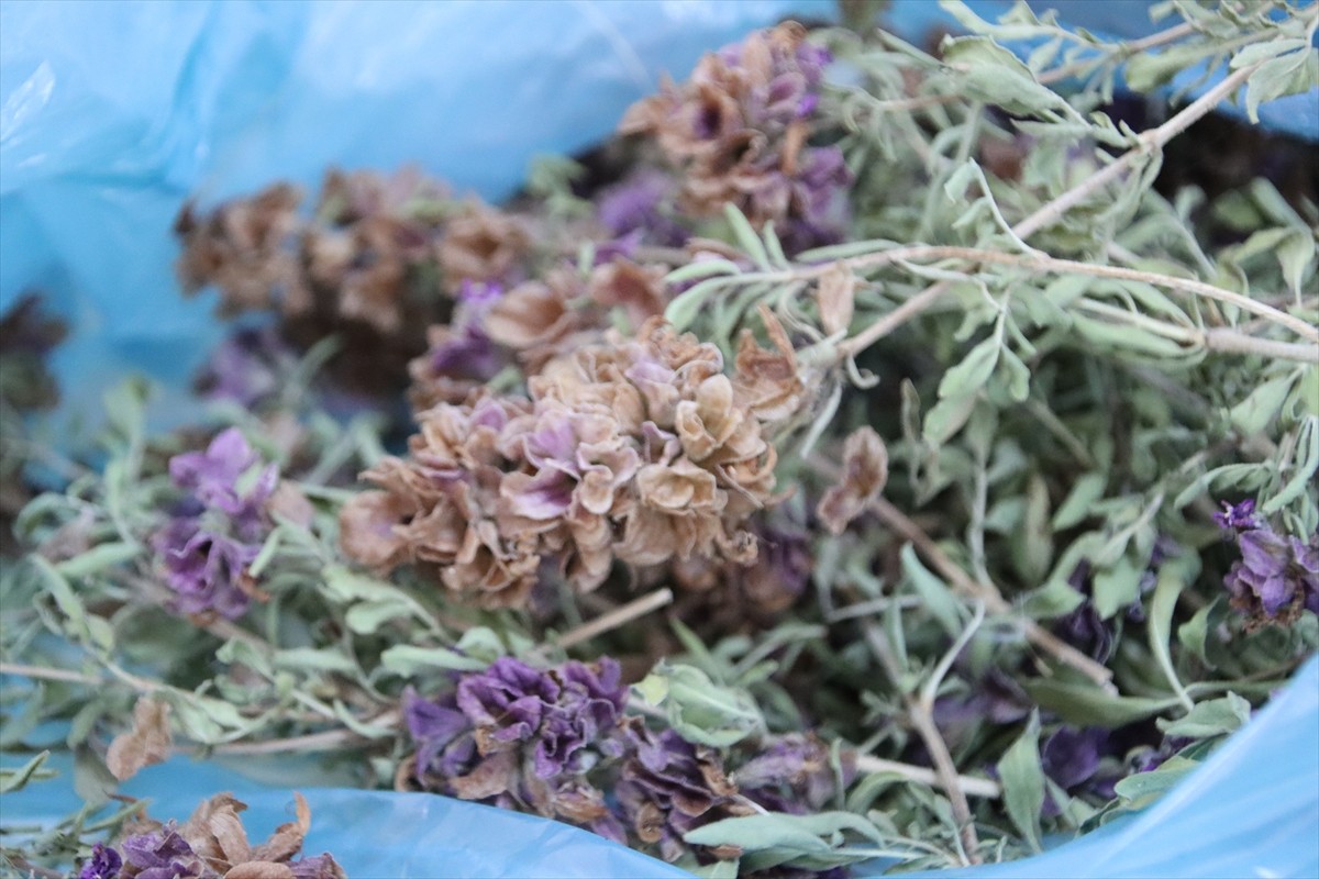 Iğdır Üniversitesi laboratuvarlarında yöreden yetişen tarımsal ve endemik türler ile Ağır Dağı...